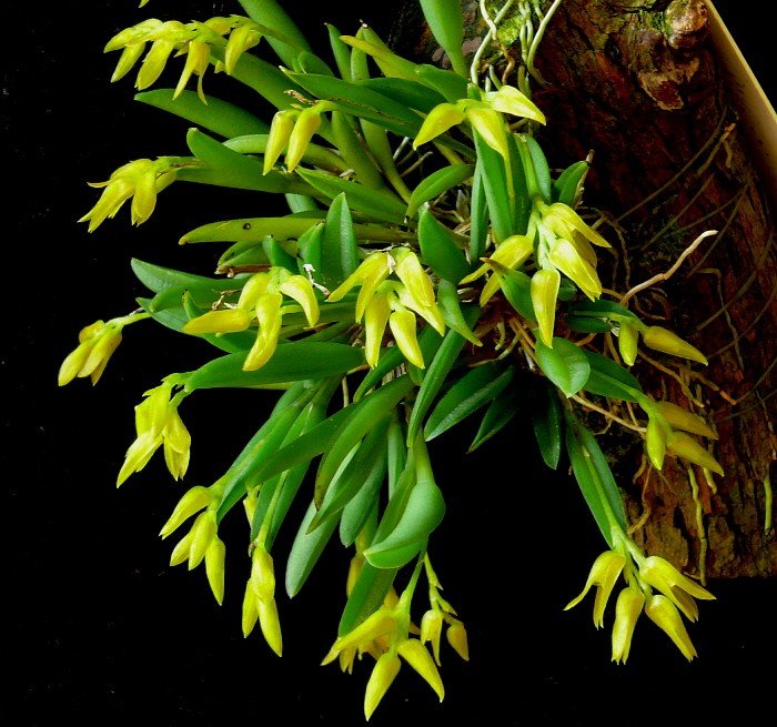 Pleurothallis sonderana – Orchidée Miniature Épiphyte pour Terrarium Tropical - TerraLife
