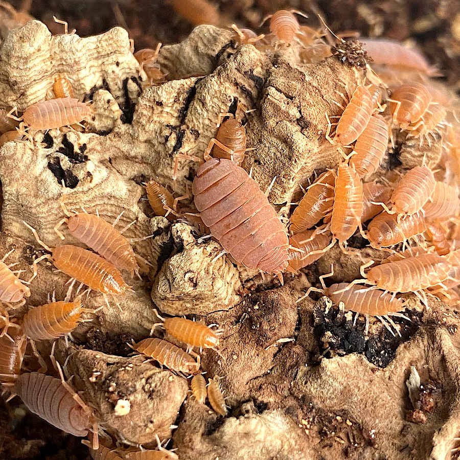 Porcellionides Pruinosus "Orange" – Isopodes Orange - TerraLife