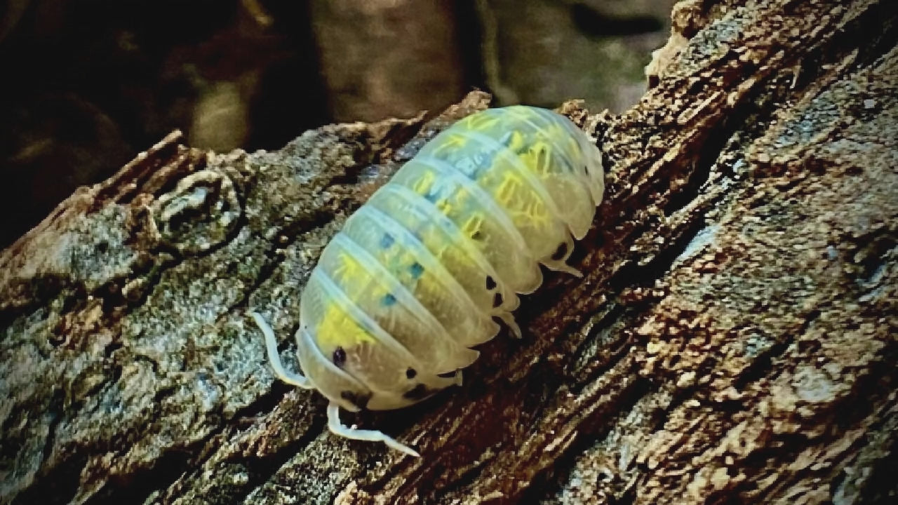 Armadillidium  "Magic Potion"