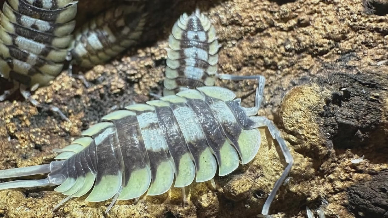Porcellio Expensus