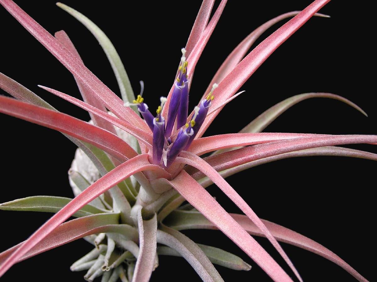 Tillandsia capitata "Peach"