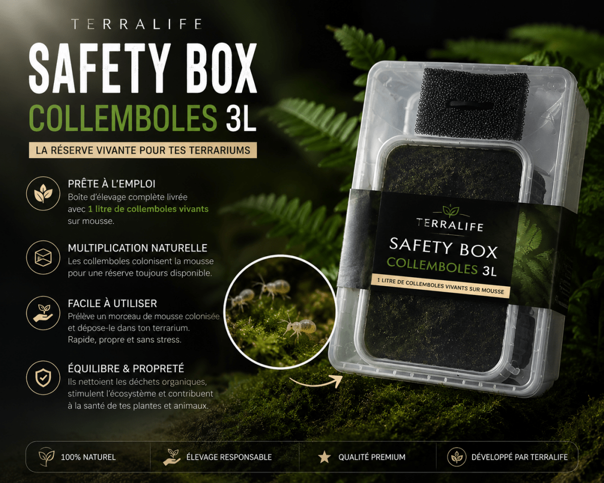 Safety Box Collemboles 3L – La Réserve Vivante pour tes Terrariums - TerraLife