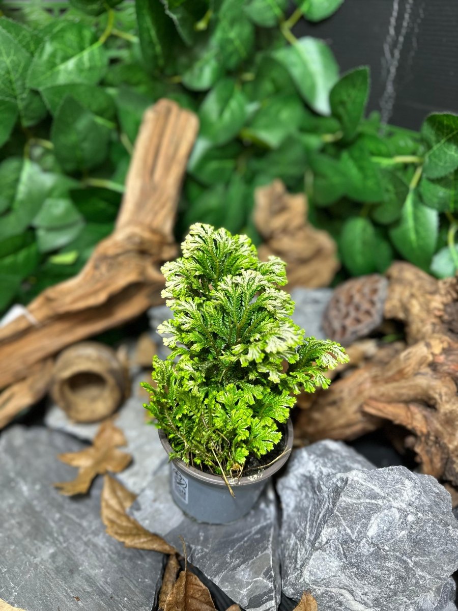 Selaginella Martensii variegata - TerraLife