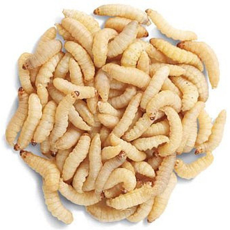 Teignes de Ruche Vivantes – Boîte 50g | Galleria mellonella - TerraLife