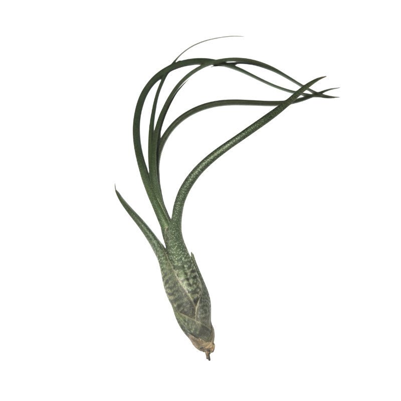 Tillandsia Butzii – Plante aérienne tropicale - TerraLife