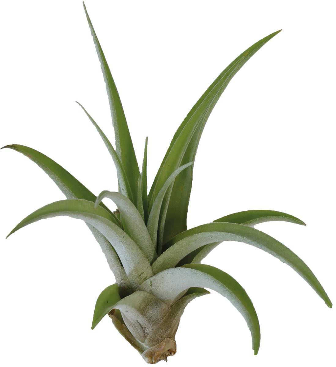 Tillandsia capitata ‘Peach - TerraLife
