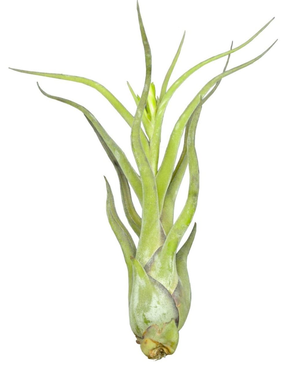 Tillandsia Caput - medusae - TerraLife