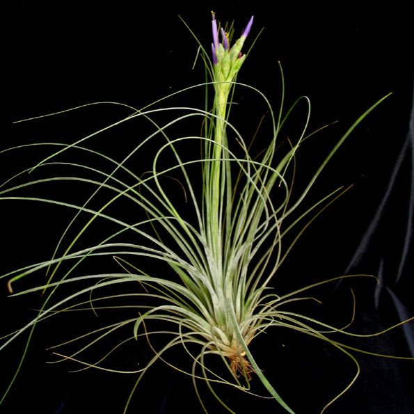 Tillandsia juncea - TerraLife