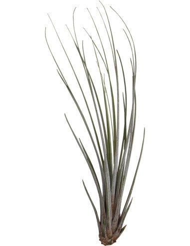 Tillandsia juncea - TerraLife