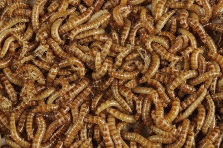 Vers buffalos 50gr - TerraLife