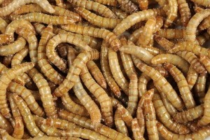 Vers de Farine Vivants – Tenebrio molitor 50gr