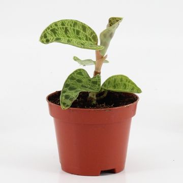 Macodes petola – Orchidée Bijou Terrarium Tropical